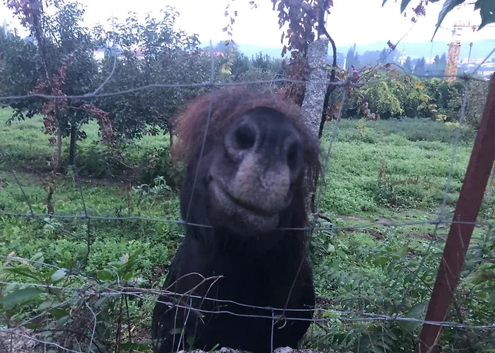 Quinta Da Tulha By Vimahotels 4*