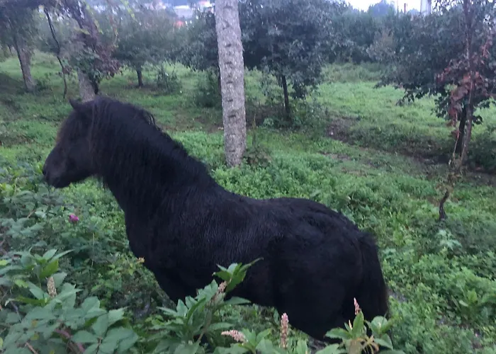 Quinta Da Tulha By Vimahotels מלון 4*